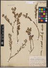 Foto von Salix aurita L. x Salix repens L.